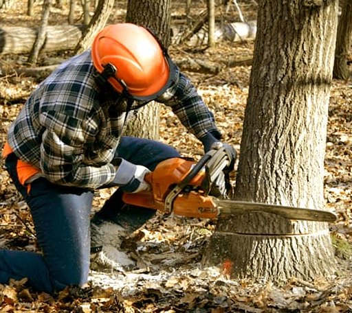 Tree Removal in Varna, IL